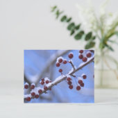 Carte Postale États-Unis, Nouvelle-Angleterre, Massachusetts, Le (Debout devant)