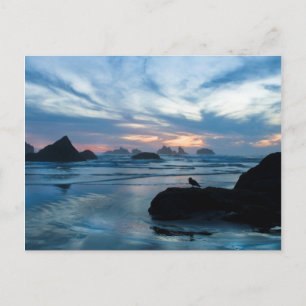 Carte Postale États-Unis, Oregon, Bandon Beach. Mouette sur un r