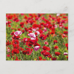 Carte Postale États-Unis, Oregon, Willamette Valley, Shirley 2