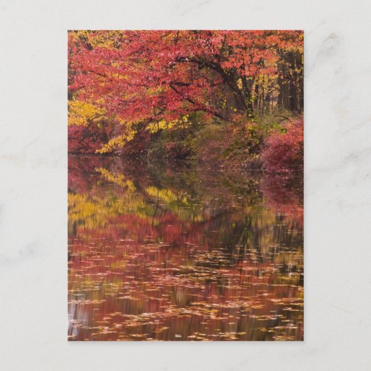 Carte Postale États-Unis, Pennsylvanie, Delaware Water Gap Natio (Devant)