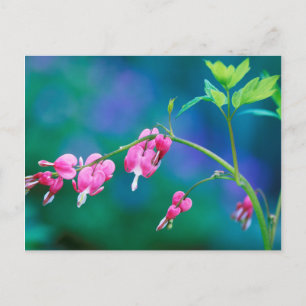 Carte Postale États-Unis, Pennsylvanie. Fleurs de dicentra spect
