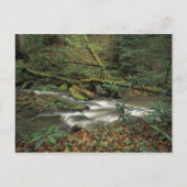 Carte Postale États-Unis, Tennessee. Big South Fork (Devant)