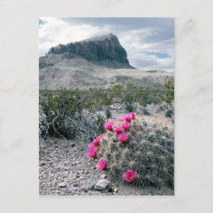 Carte Postale États-Unis, Texas, Big Bend National Park. Florais