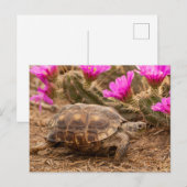 Carte Postale États-Unis, Texas, comté de Hidalgo. Tortue (Devant / Derrière)