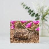 Carte Postale États-Unis, Texas, comté de Hidalgo. Tortue (Debout devant)