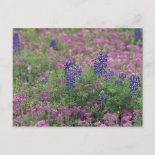 Carte Postale États-Unis, Texas Hill Country. Bleuets parmi les