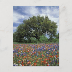 Carte Postale États-Unis, Texas, Marble Falls Pinceau et