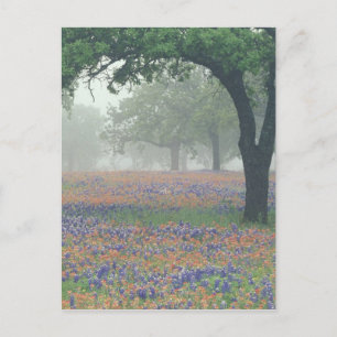 Carte Postale États-Unis, Texas. Pinceau de Texas et bleuets