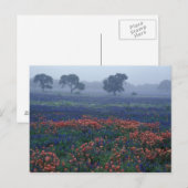 Carte Postale États-Unis, Texas, près de Lytle Brouillard, chêne (Devant / Derrière)