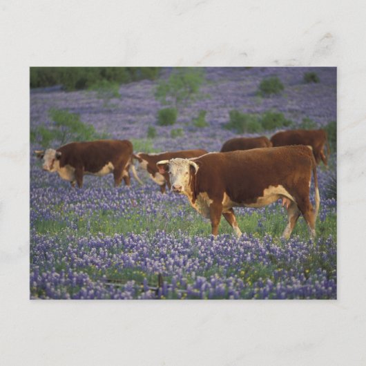 Carte Postale États-Unis, Texas, Texas Hill Country, Hereford (Devant)