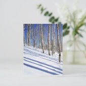 Carte Postale États-Unis, Utah, Dixie National Forest, Aspen Gro (Debout devant)