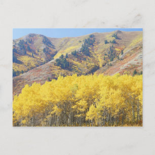 Carte Postale États-Unis, Utah, Forêt nationale de Wasatch-Cache