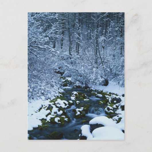 Carte Postale États-Unis, Utah, Forêt nationale de Wasatch-Catch (Devant)