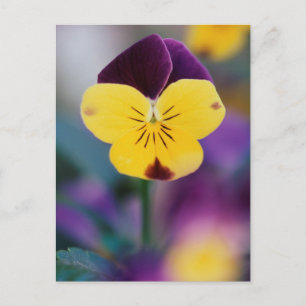 Carte Postale États-Unis, Utah, Gros plan de Viola tricolor dans