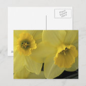 Carte Postale États-Unis, Utah, jonquilles de Cache Valley (Devant / Derrière)