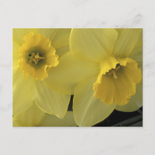 Carte Postale États-Unis, Utah, jonquilles de Cache Valley (Devant)