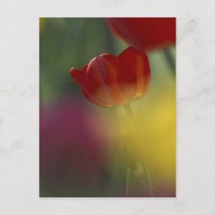 Carte Postale États-Unis, Utah, Tulipes de Cache Valley dans un 