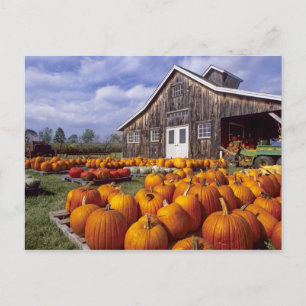 Carte Postale États-Unis, Vermont, Shelbourne, Citrouilles