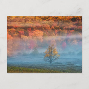 Carte Postale États-Unis, Virginie-Occidentale, Davis. Vallée br