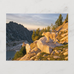 Carte Postale États-Unis, Washington, chaîne des Cascades 4