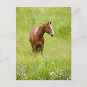 Carte Postale États-Unis, Washington, Cheval dans un champ print