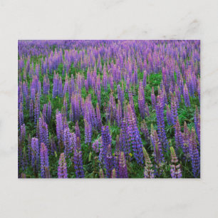 Carte Postale États-Unis, Washington, Comté de Clallam, Lupine