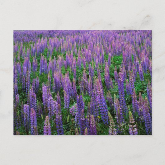 Carte Postale États-Unis, Washington, Comté de Clallam, Lupine (Devant)
