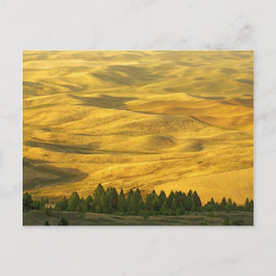 Carte Postale États-Unis, Washington, comté de Whitman, Palouse,