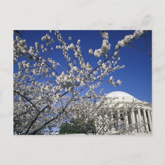 Carte Postale États-Unis, Washington DC. Cherry Blossom Festival (Devant)