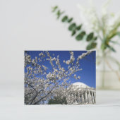 Carte Postale États-Unis, Washington DC. Cherry Blossom Festival (Debout devant)