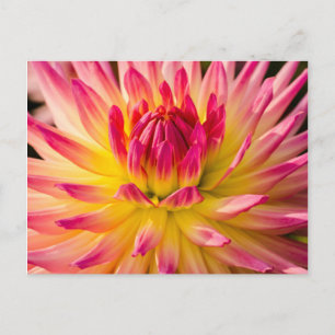 Carte Postale États-Unis, Washington. Détail De La Fleur Dahlia