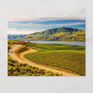 Carte Postale États-Unis, Washington, Lac Chelan. Les vignobles 
