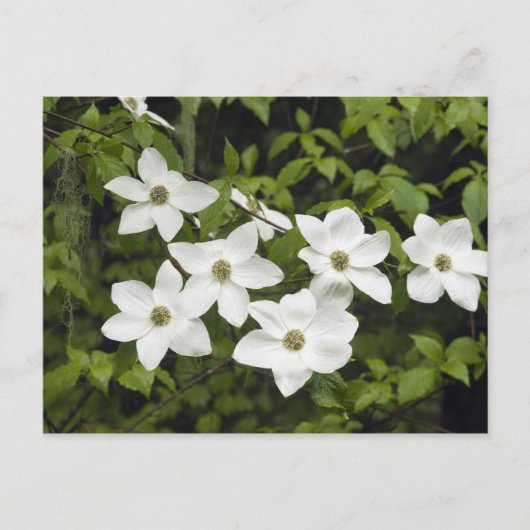 Carte Postale États-Unis, Washington, Pacific Dogwood, Cornus (Devant)