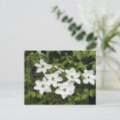 Carte Postale États-Unis, Washington, Pacific Dogwood, Cornus (Debout devant)