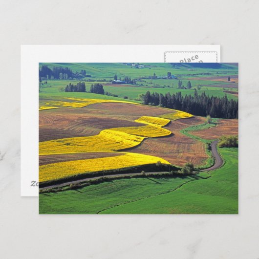 Carte Postale États-Unis, Washington, Palouse, Whitman Comté 2 (Devant / Derrière)