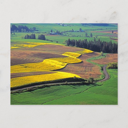 Carte Postale États-Unis, Washington, Palouse, Whitman Comté 2 (Devant)