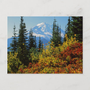 Carte Postale États-Unis, Washington, Parc national du mont Rain