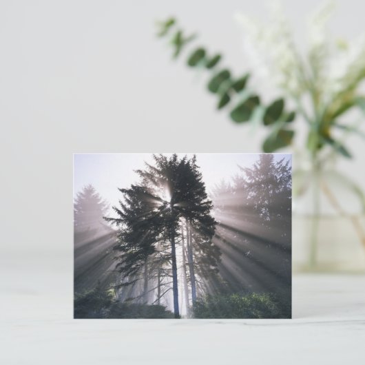 Carte Postale États-Unis, Washington, Parc National Olympique, M (Debout devant)