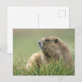 Carte Postale États-Unis, Washington, Pôle olympique, Marmotte o (Devant / Derrière)