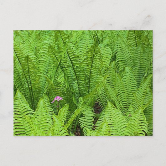 Carte Postale États-Unis, Washington, Seattle, Washington Park (Devant)