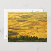 Carte Postale États-Unis, Washington, Whitman Comté, Palouse, Bl (Devant / Derrière)
