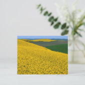 Carte Postale États-Unis, Washington, Whitman County, Palouse, C (Debout devant)