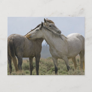 Carte Postale États-Unis, Wyoming, comté de Carbon. Chevaux sauv