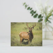 Carte Postale États-Unis, Wyoming, Parc national de Yellowstone, (Debout devant)