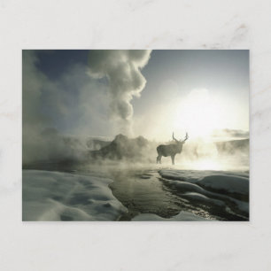 Carte Postale États-Unis, Wyoming, parc national de Yellowstone.