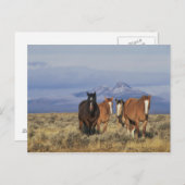 Carte Postale États-Unis, Wyoming, près de Cody Group de chevaux (Devant / Derrière)