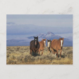 Carte Postale États-Unis, Wyoming, près du groupe de chevaux de 