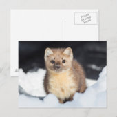 Carte Postale États-Unis, Wyoming, Yellowstone National Park (Devant / Derrière)