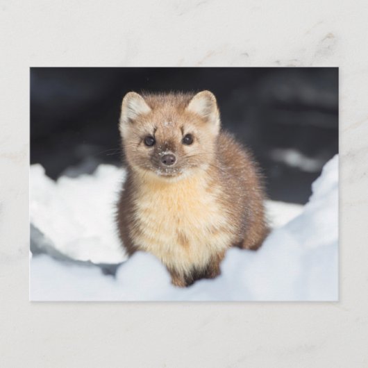 Carte Postale États-Unis, Wyoming, Yellowstone National Park (Devant)