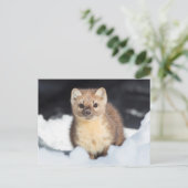 Carte Postale États-Unis, Wyoming, Yellowstone National Park (Debout devant)